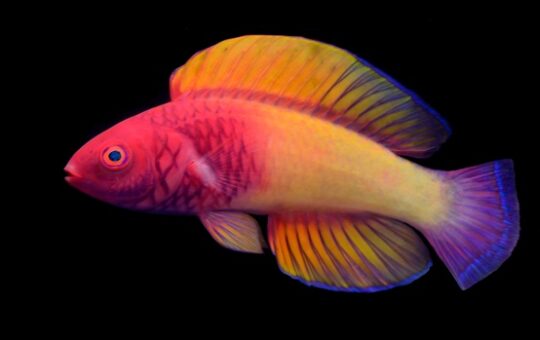 male rose-veiled fairy wrasse