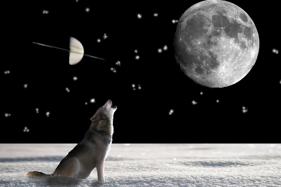 What are the most common interventions for lonliness? 