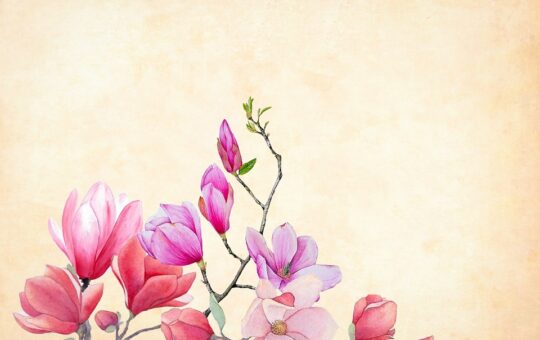 Free illustrations of Flower