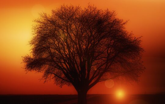 Free illustrations of Tree