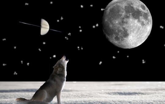 What are the most common interventions for lonliness? 